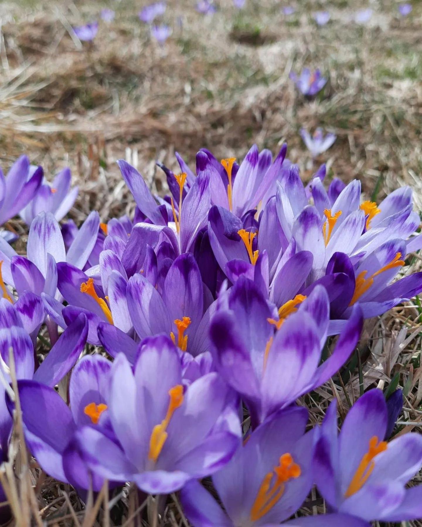 Goralska Chata Przy Dolinie Chocholowskiej Witow  Bagian luar foto